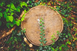 souche-d-arbre